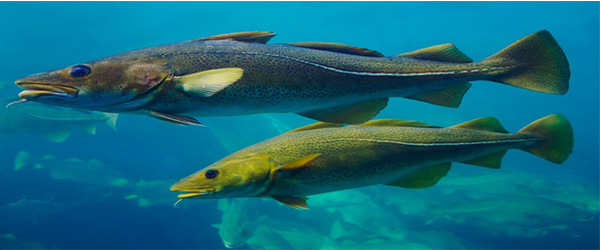 Importance of Fish Migration