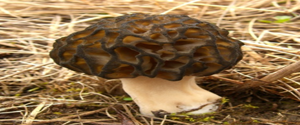 Importance of fungi as Food