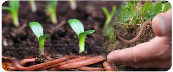 Organic farming