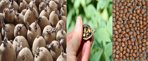 Scarification, Stratification and Germination|UCBMSH.ORG