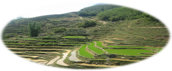 Contour farming Hoticulture Department