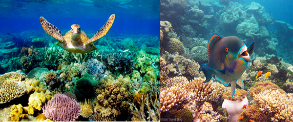 Coral Reef