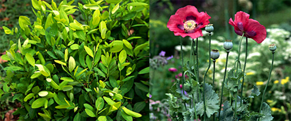 From Plants To Medicines