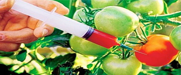 Future of Transgenic plants