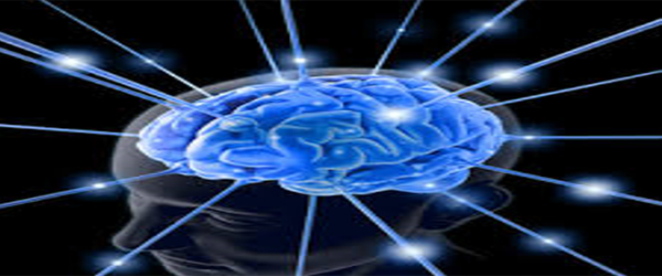 How much of the body's energy does the brain used compared to other organs and why?