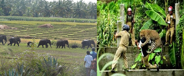 Human-wildlife conflicts