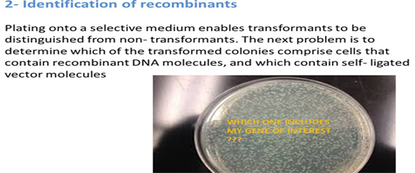Identification of recombinants