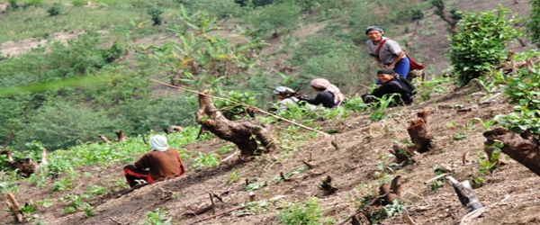 Jhum Cultivation|UCBMSH.ORG