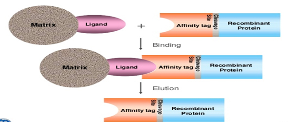 Purification tags/Protein tag