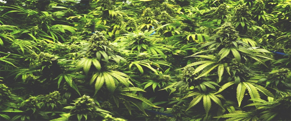 Top Additives And Nutrients To Increase Plant Growth