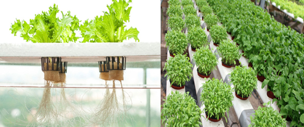 What is Hydroponics