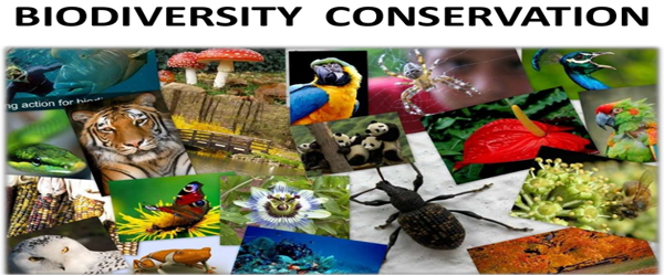 Why should we Conserve Biodiversity?