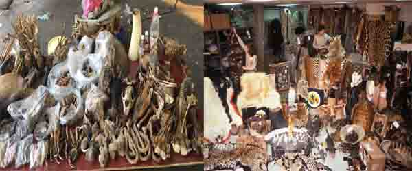 Illegal Wild Life Trade In India