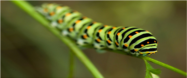 Largest and Creepy Insects in the World