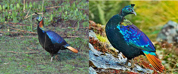 Lophophorus impejanus