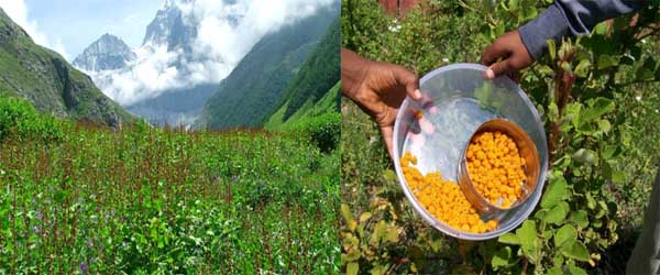 Medicinal Plants And Its Uses In Traditional Medicinal Practices Medicinal Plants