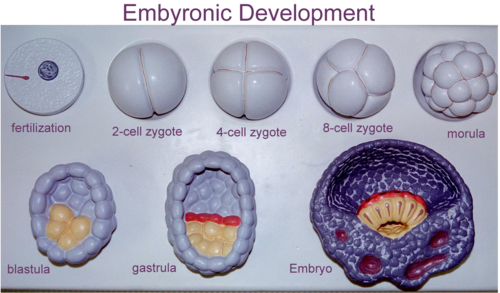 empryomic